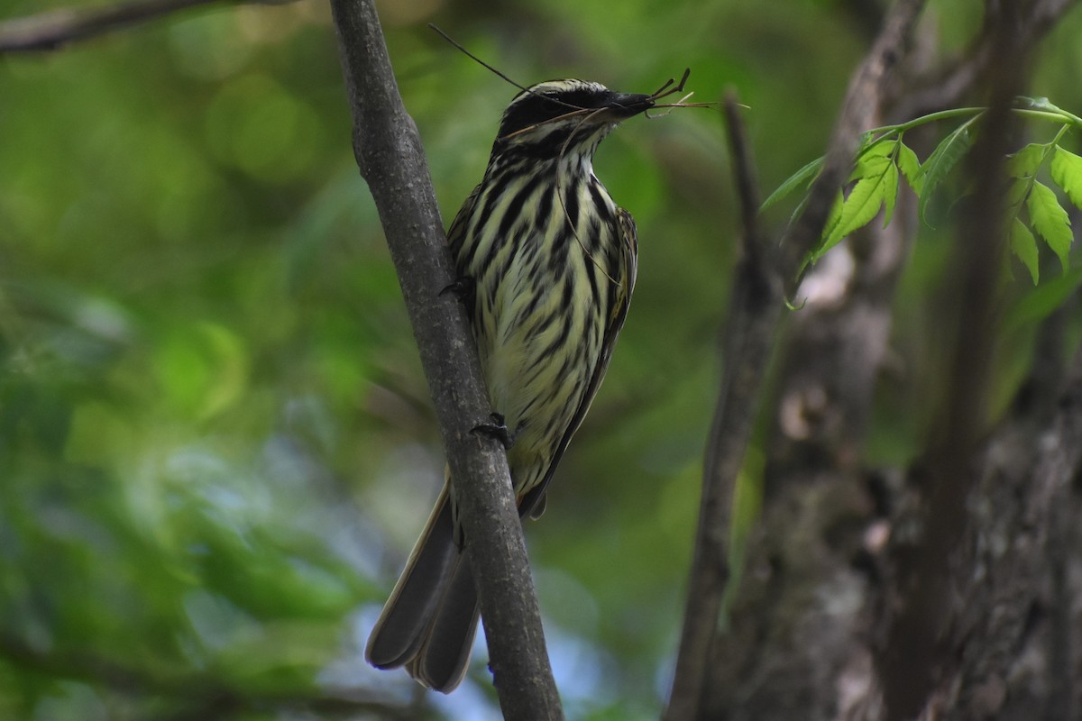 Streaked Flycatcher - ML644616447