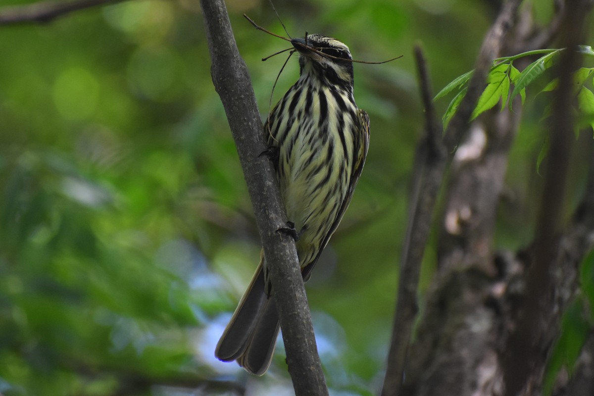 Streaked Flycatcher - ML644616448