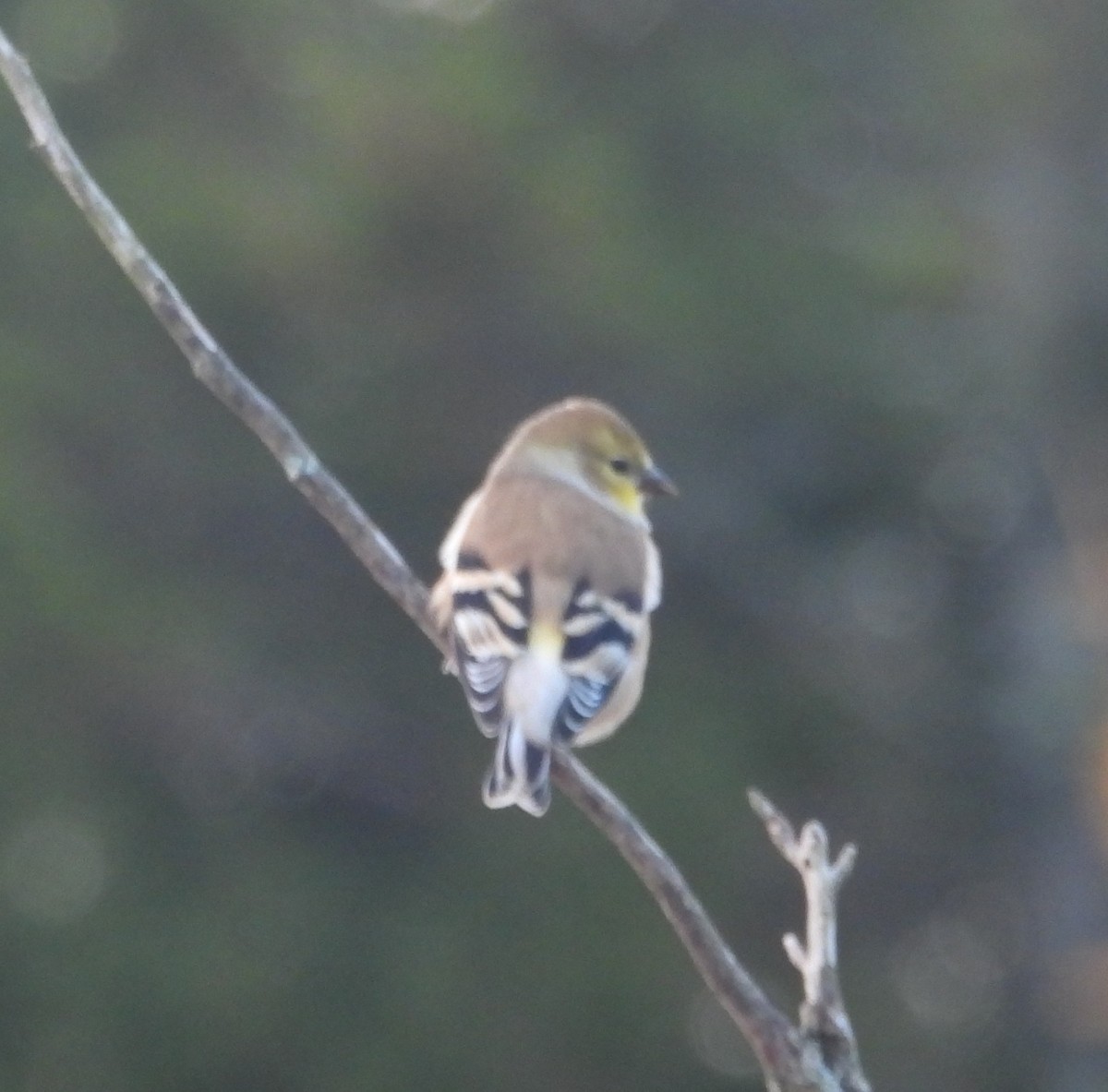 čížek žlutý - ML644616460