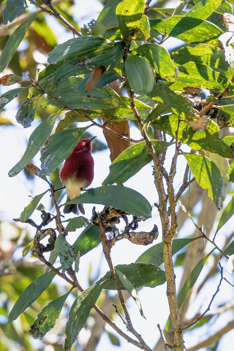 Apapane - ML644616463