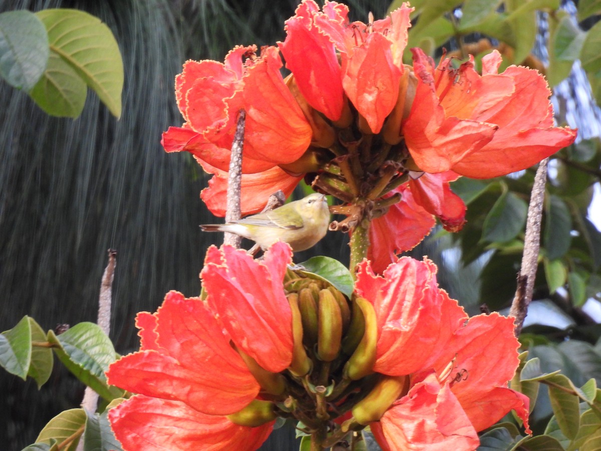 マミジロアメリカムシクイ - ML644616471