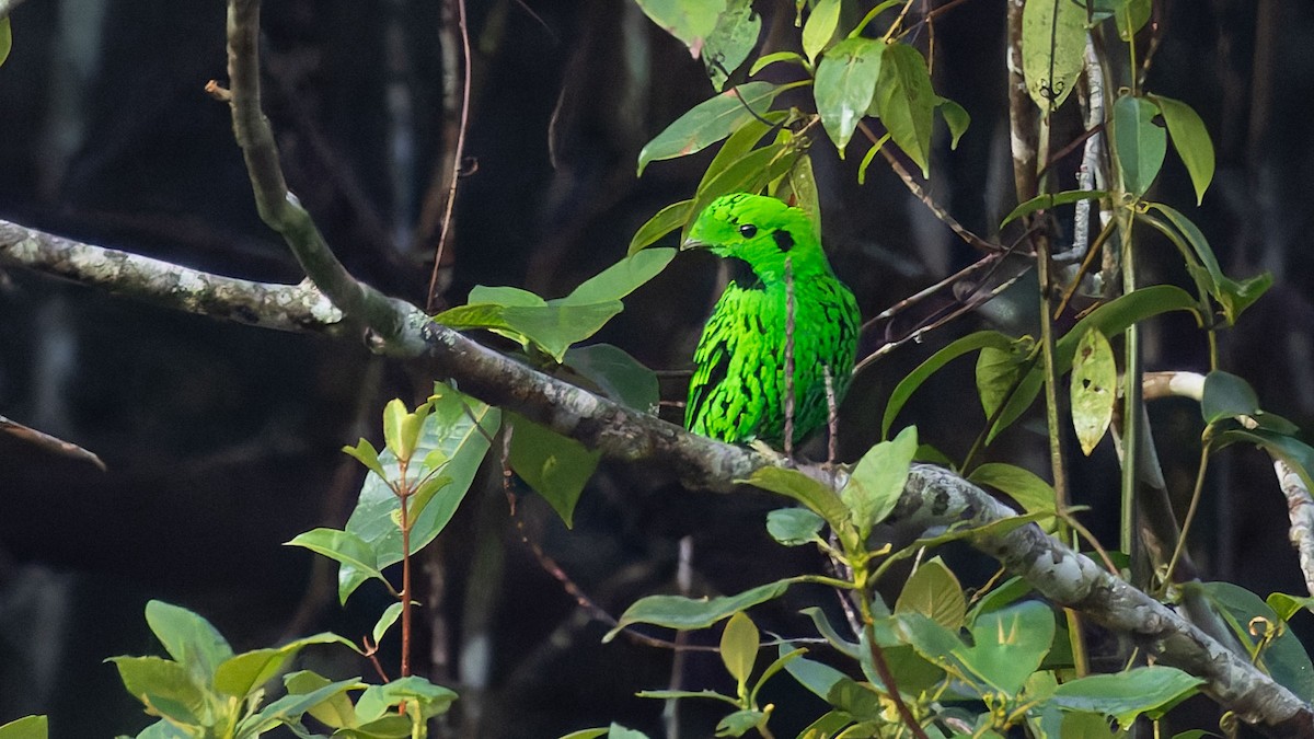 Whitehead's Broadbill - ML644616474