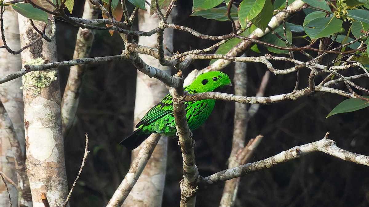 Whitehead's Broadbill - ML644616475