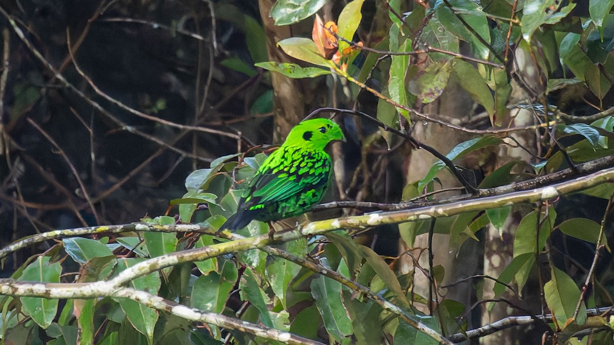Whitehead's Broadbill - ML644616476