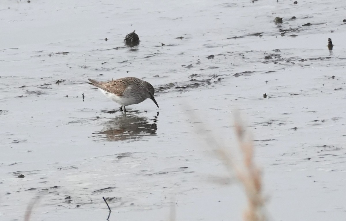 コシジロウズラシギ - ML644616481