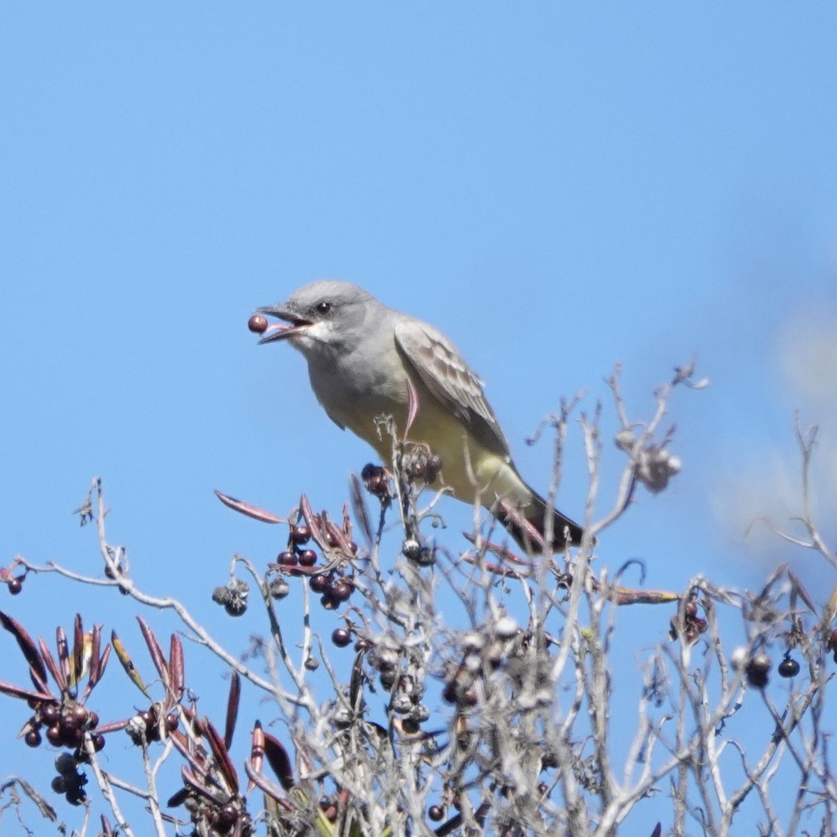 Cassin's Kingbird - ML644616497