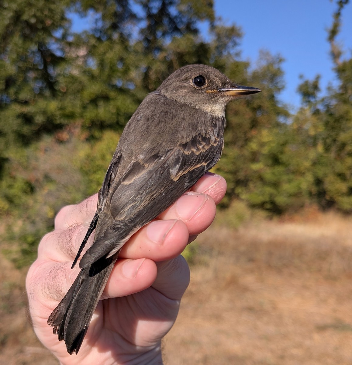 Pioui de l'Ouest - ML644616498