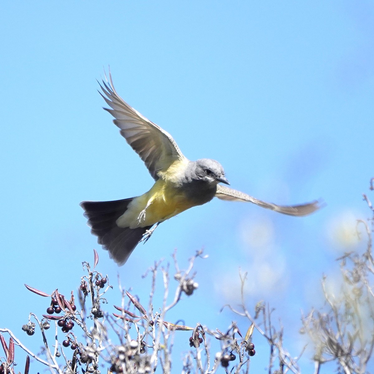 Cassin's Kingbird - ML644616500