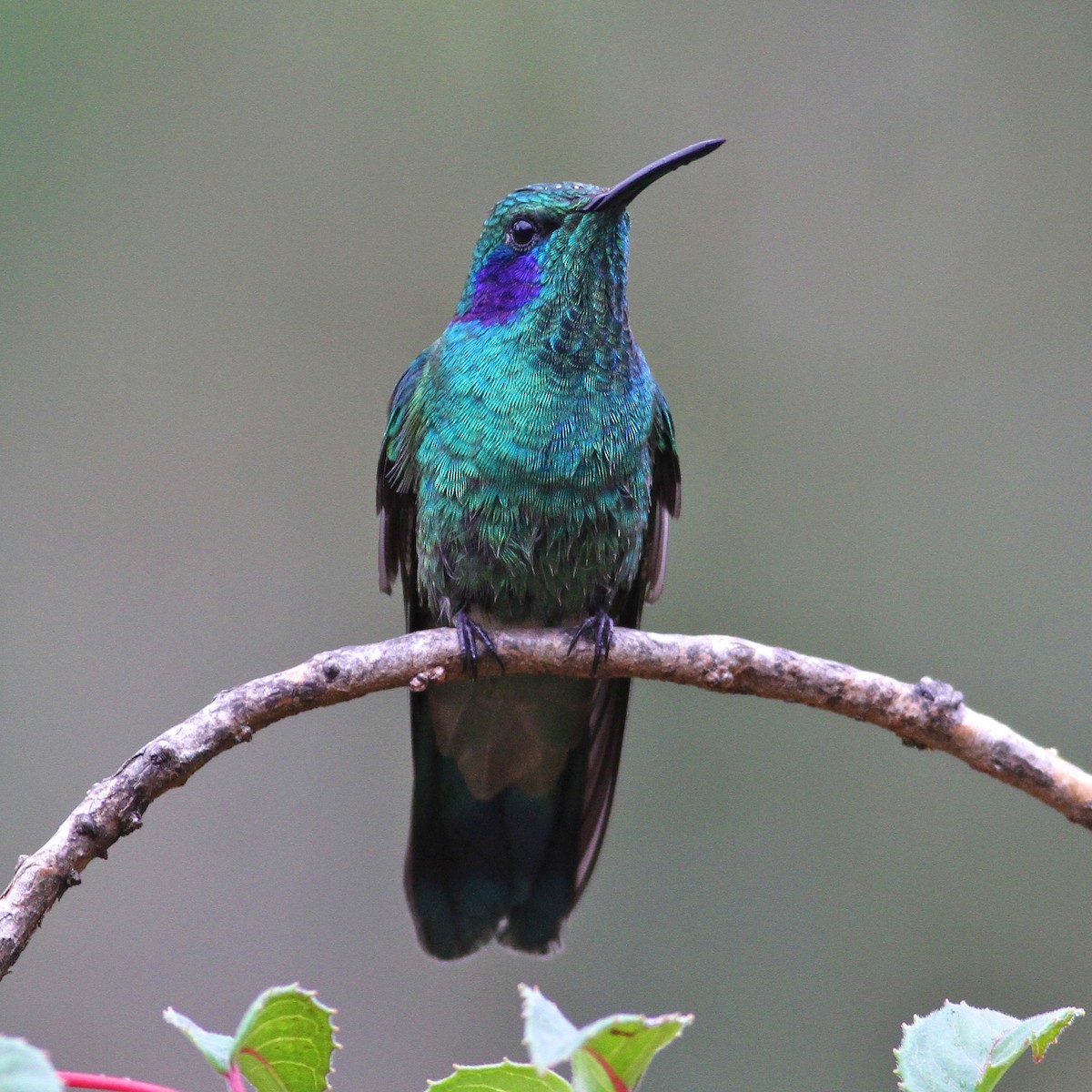 Colibri cyanote (cyanotus/crissalis) - ML644616505
