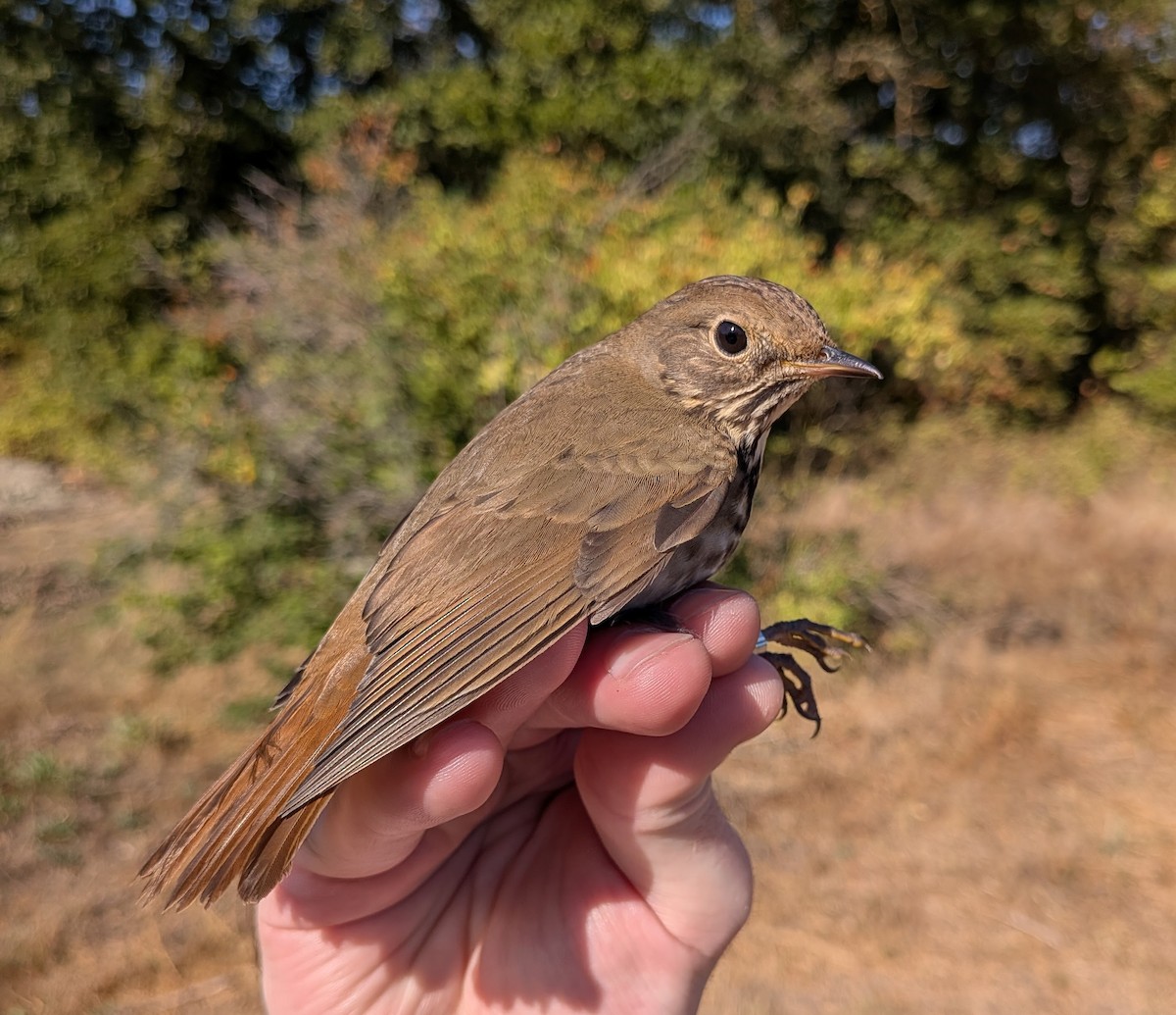 Hermit Thrush - ML644616524