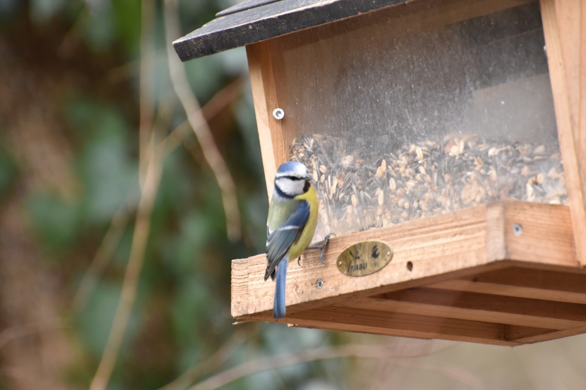 Eurasian Blue Tit - ML644616530