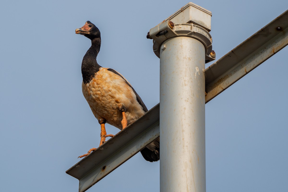 skjæregås - ML644616533