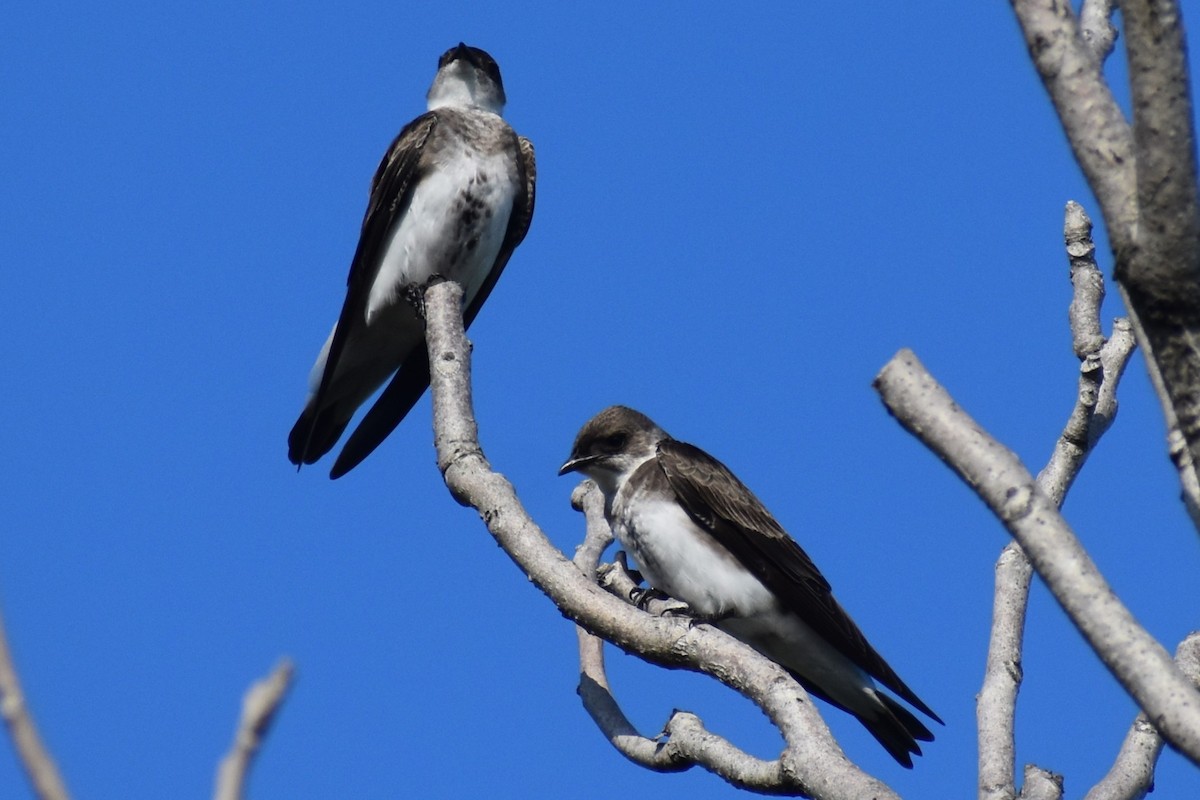 Brown-chested Martin - ML644616534
