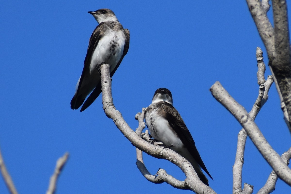 Brown-chested Martin - ML644616535