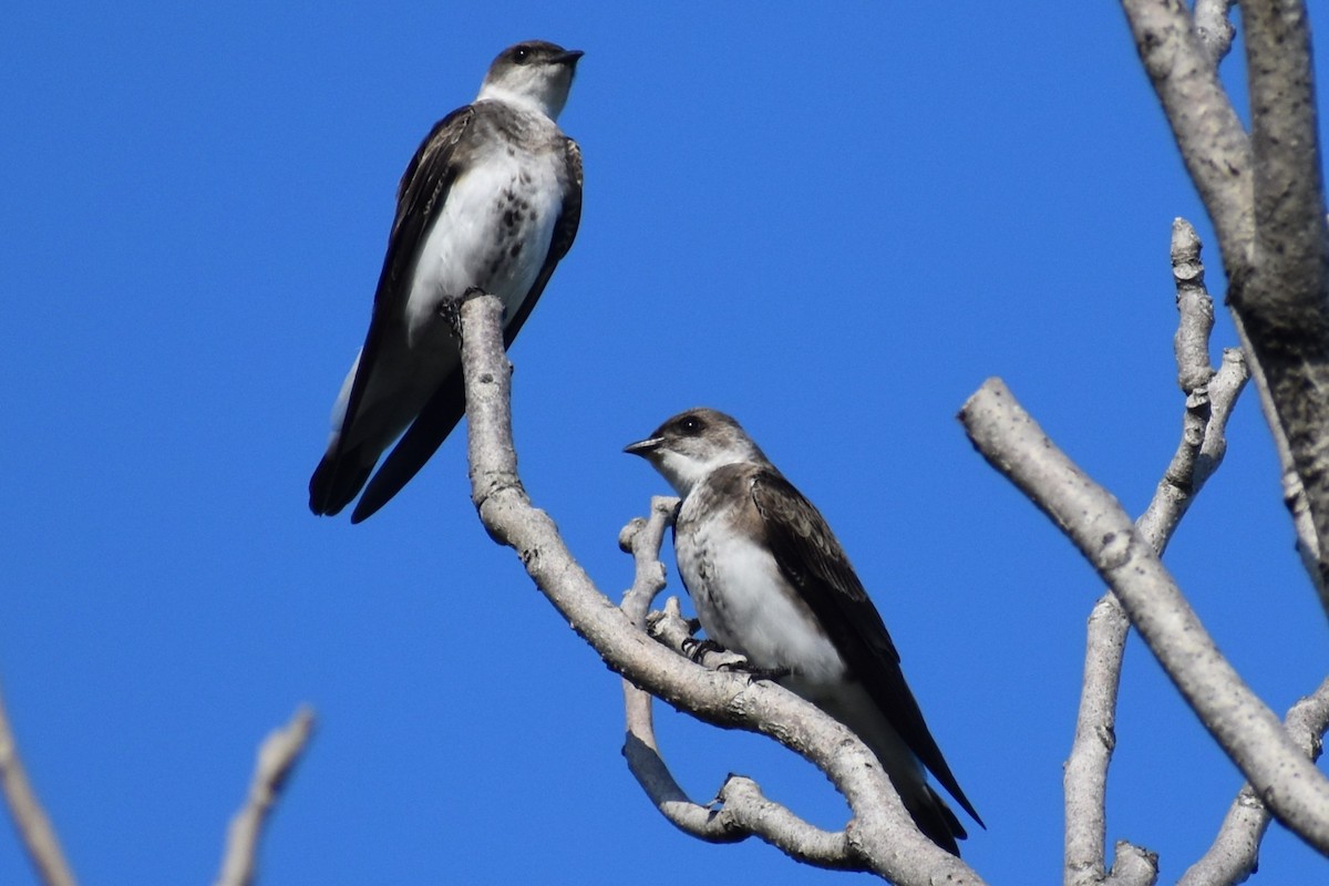 Brown-chested Martin - ML644616536
