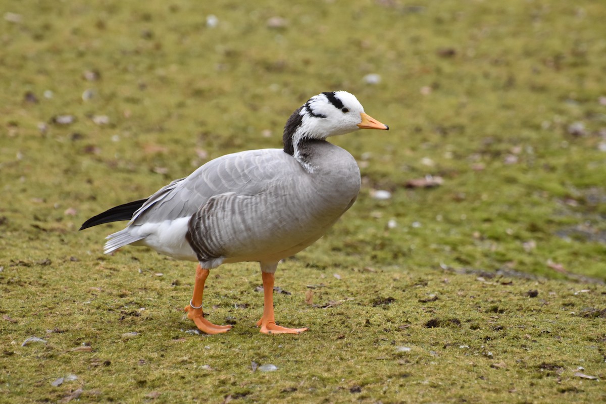 Oie à tête barrée - ML644616538