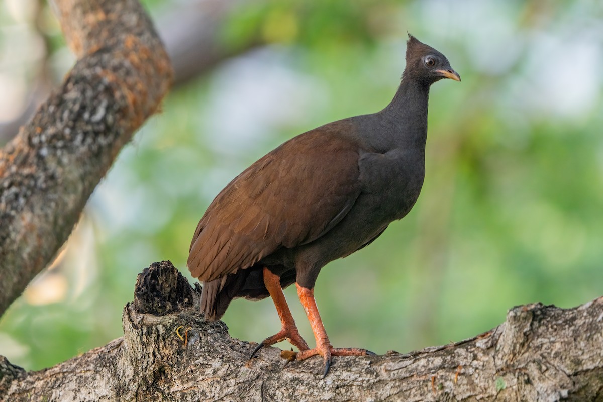 Mégapode de Reinwardt - ML644616547