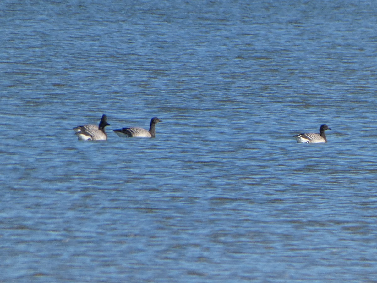 ringgås - ML644616549