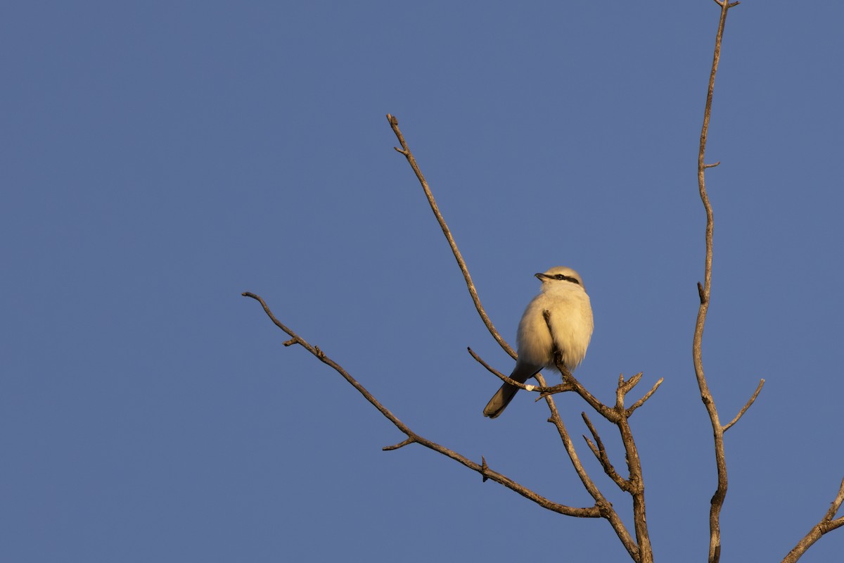 Northern Shrike - ML644616552
