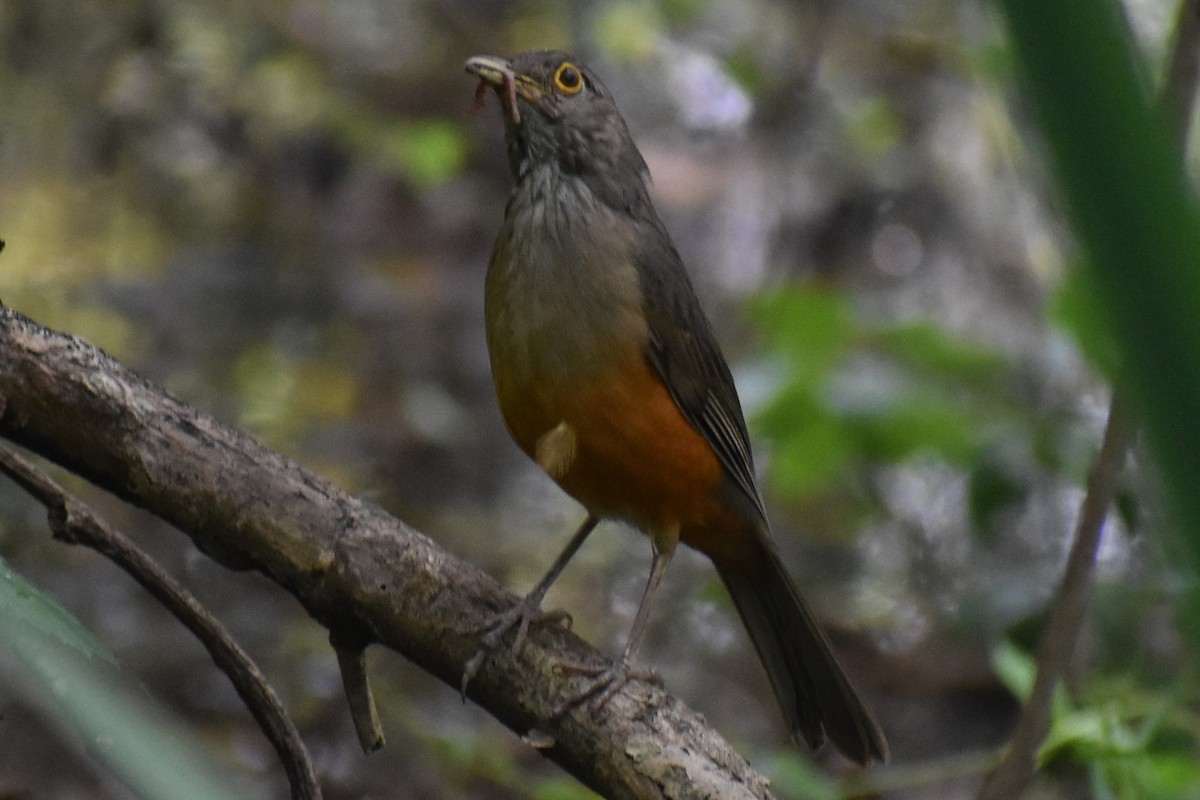 Rufous-bellied Thrush - ML644616560