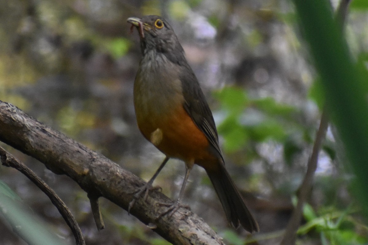 Rufous-bellied Thrush - ML644616561