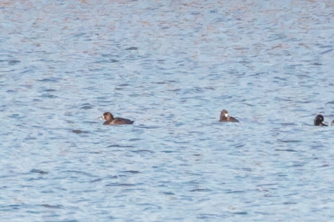 Greater Scaup - ML644616571