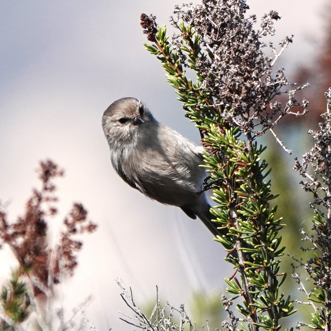 krattmeis - ML644616576