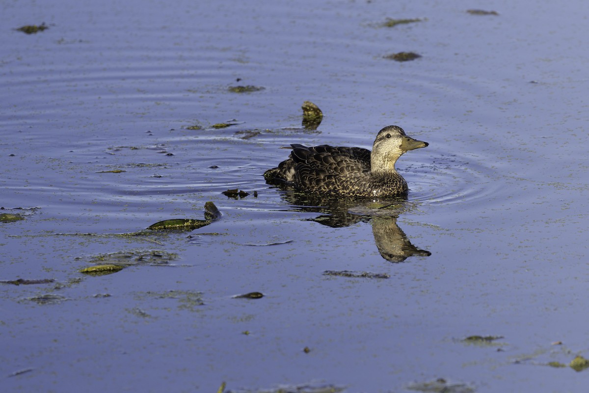アメリカガモ - ML644616578