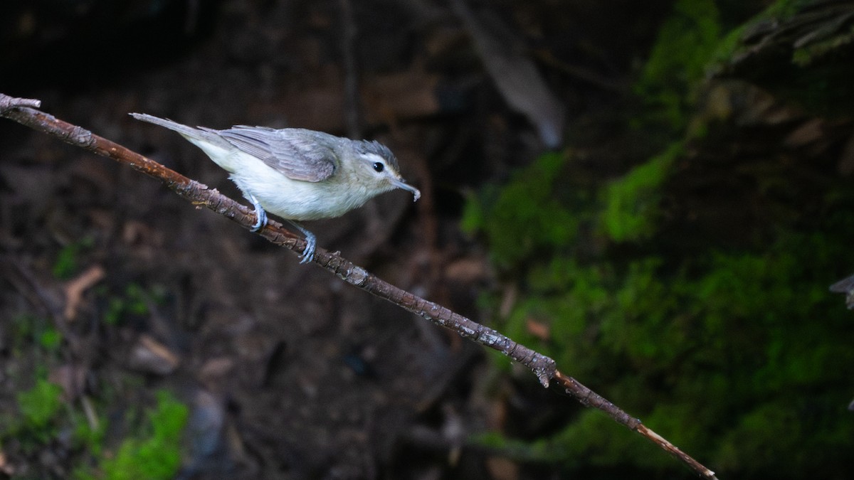 Western Warbling Vireo - ML644616585