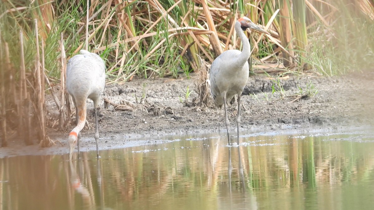 Brolga - ML644616586