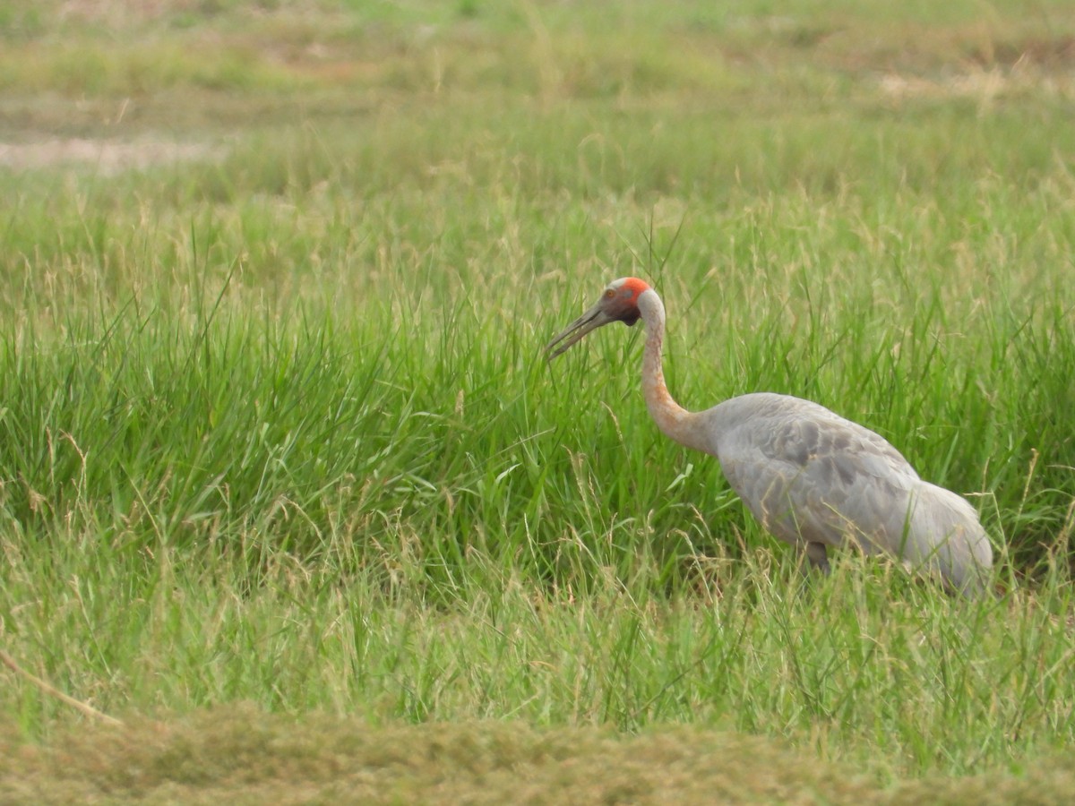 Brolga - ML644616587