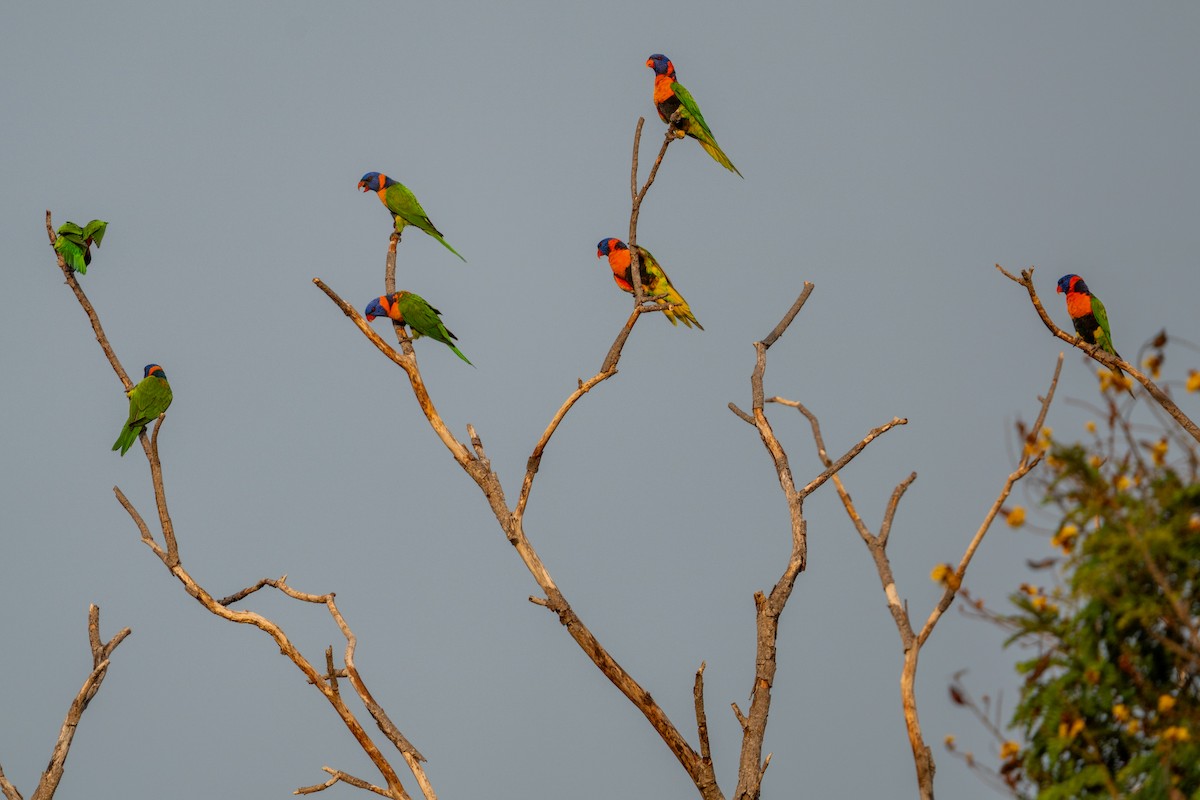 Red-collared Lorikeet - ML644616590
