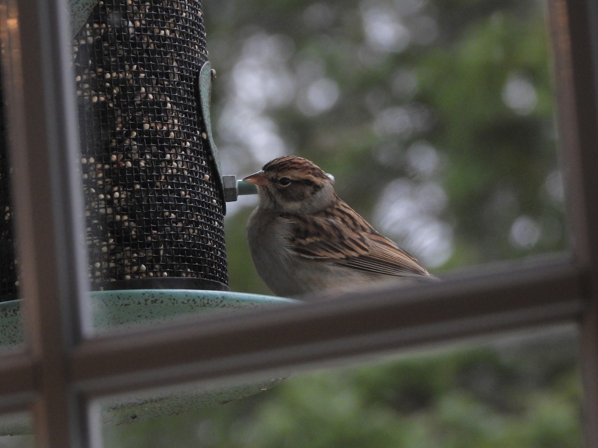 Cırcır Sesli Serçe - ML644616602