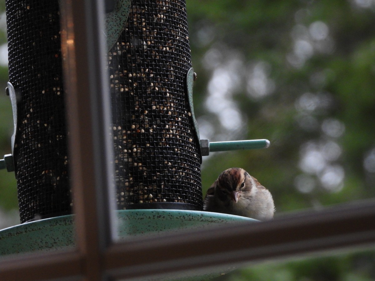 Cırcır Sesli Serçe - ML644616603