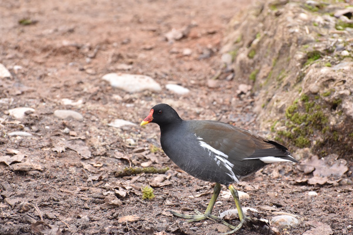 Eurasian Moorhen - ML644616605
