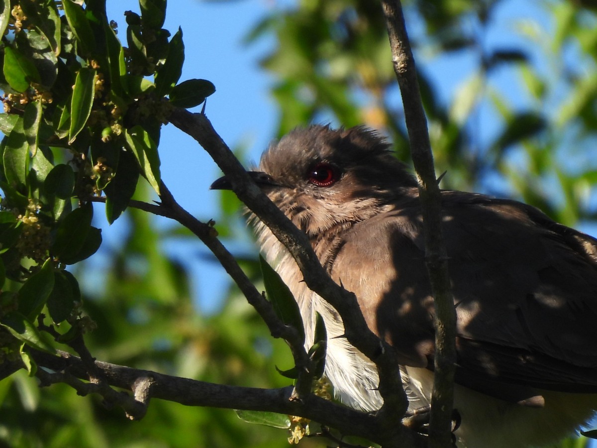 Ash-colored Cuckoo - ML644616606