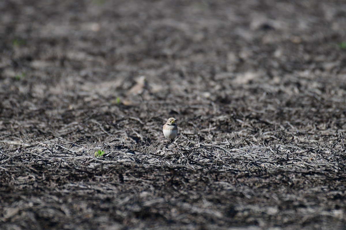 Horned Lark - ML644616612