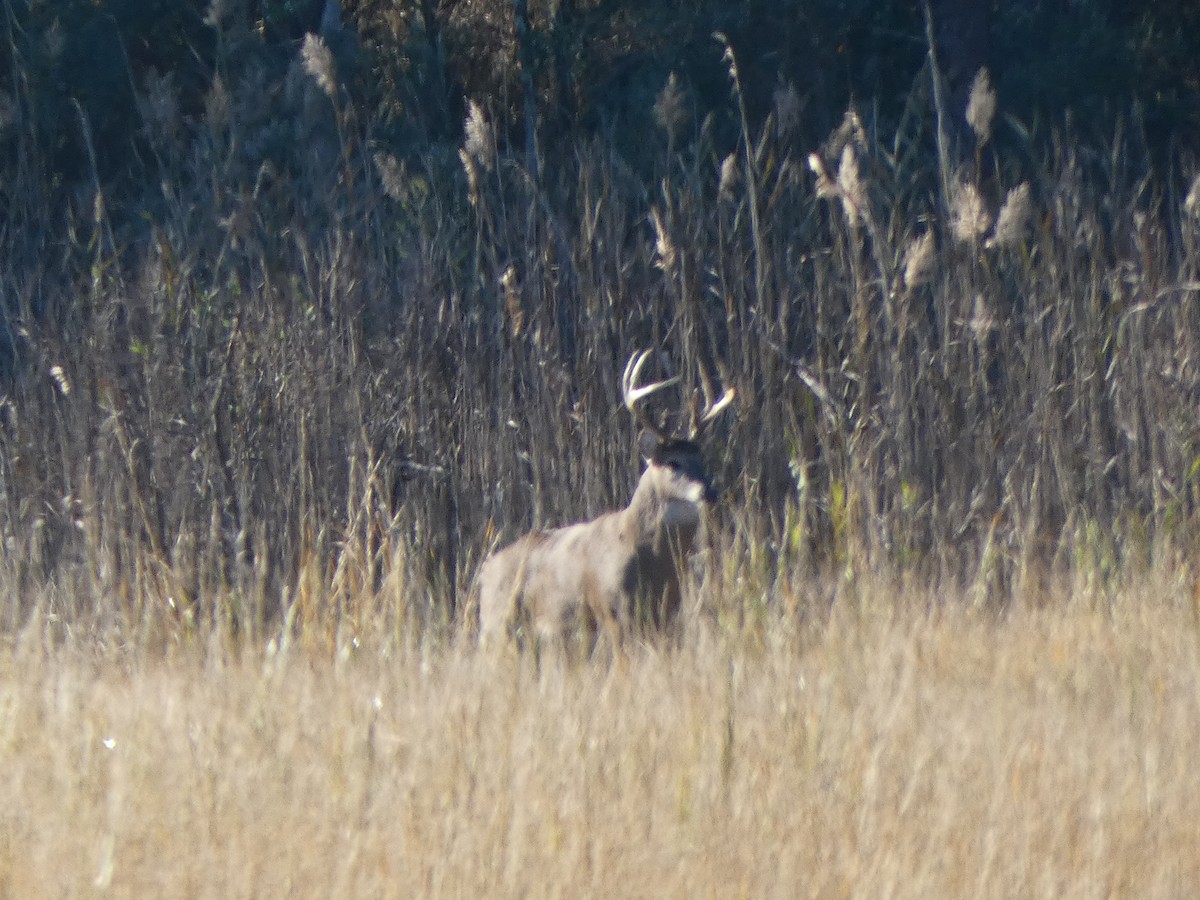 Animals - ML644616613