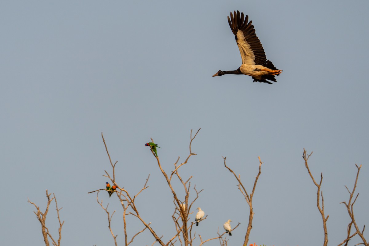 skjæregås - ML644616615