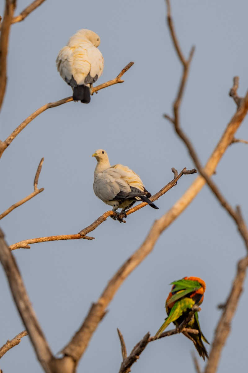 Torresian Imperial-Pigeon - ML644616623