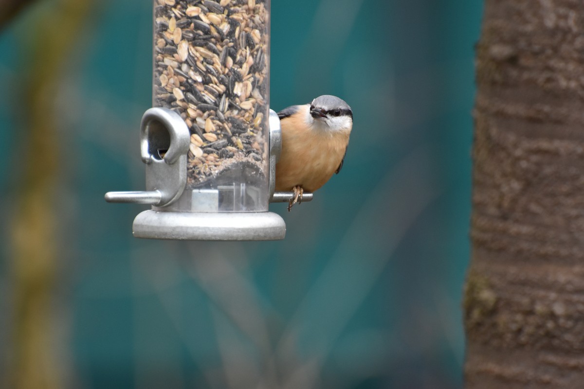 Eurasian Nuthatch - ML644616630