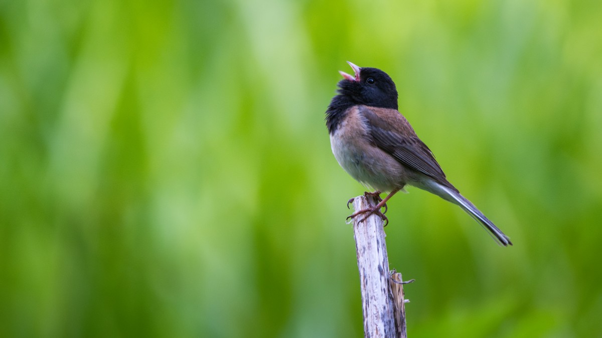 Dark-eyed Junco - ML644616632