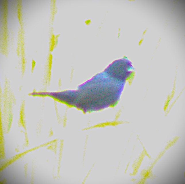 Sooty Grassquit - ML644616643