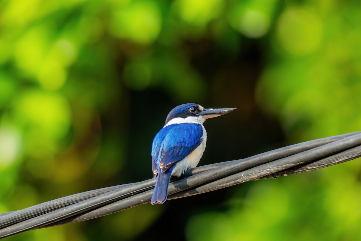 Spiegelliest - ML644616654