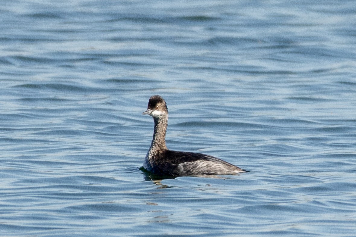 Eared Grebe - ML644616657