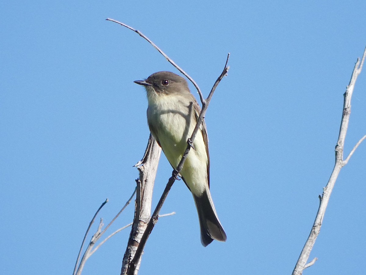 Mosquero Fibí - ML644616659