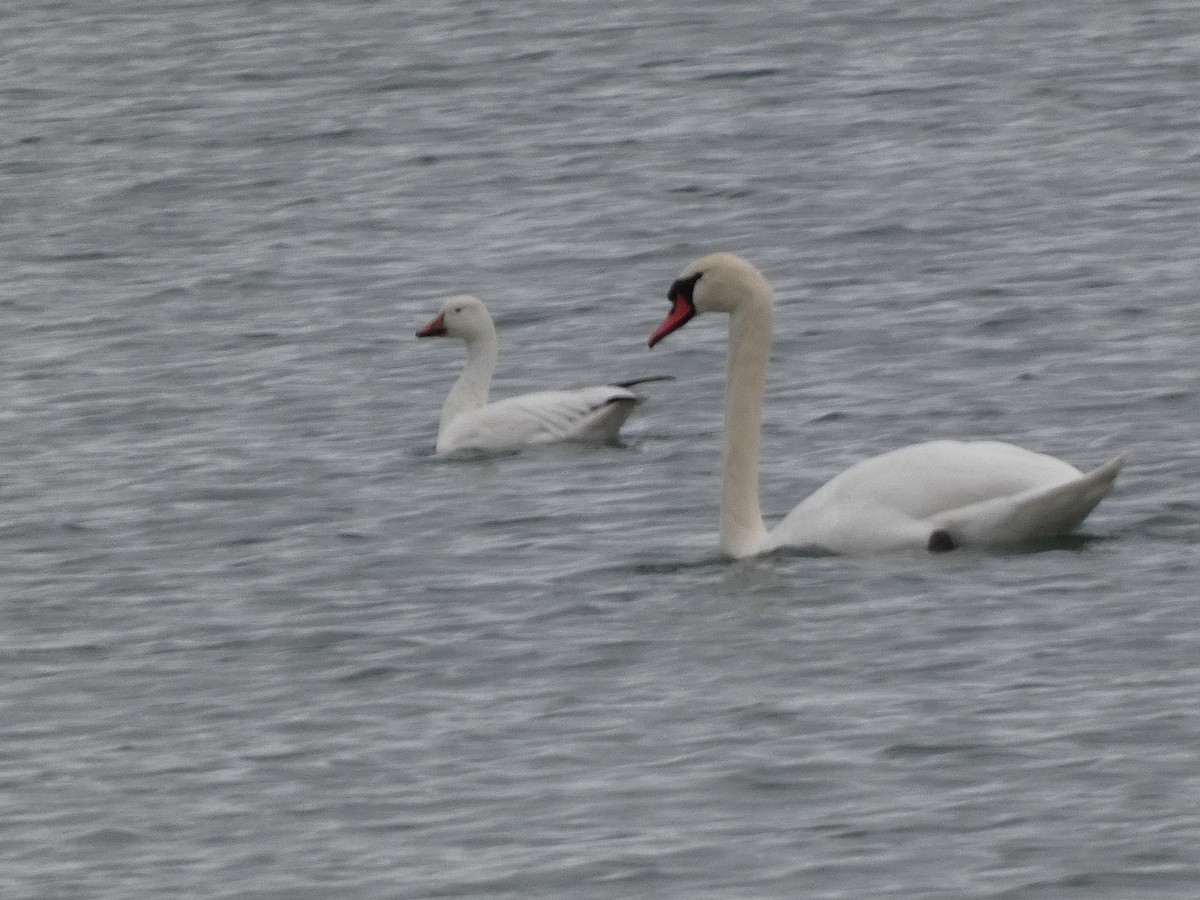 Cygne tuberculé - ML644616664
