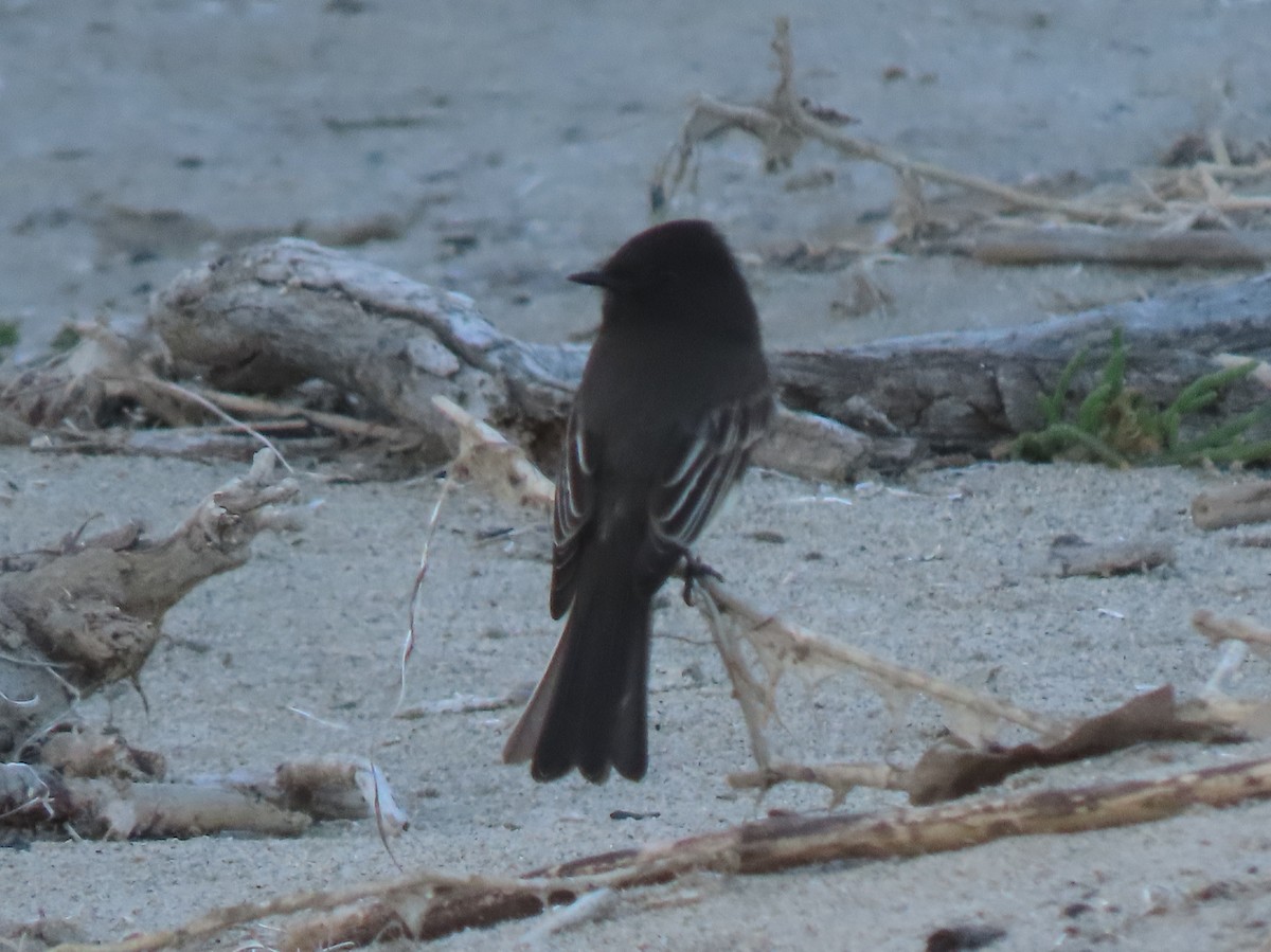 Mosquero Negro - ML644616671