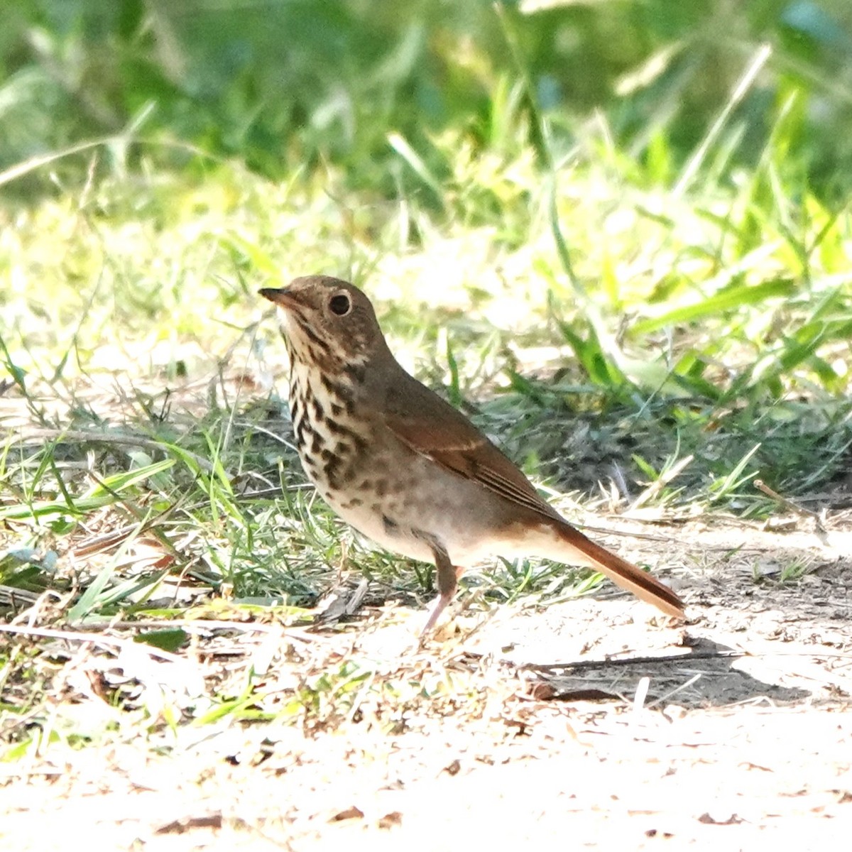 Hermit Thrush - ML644616672
