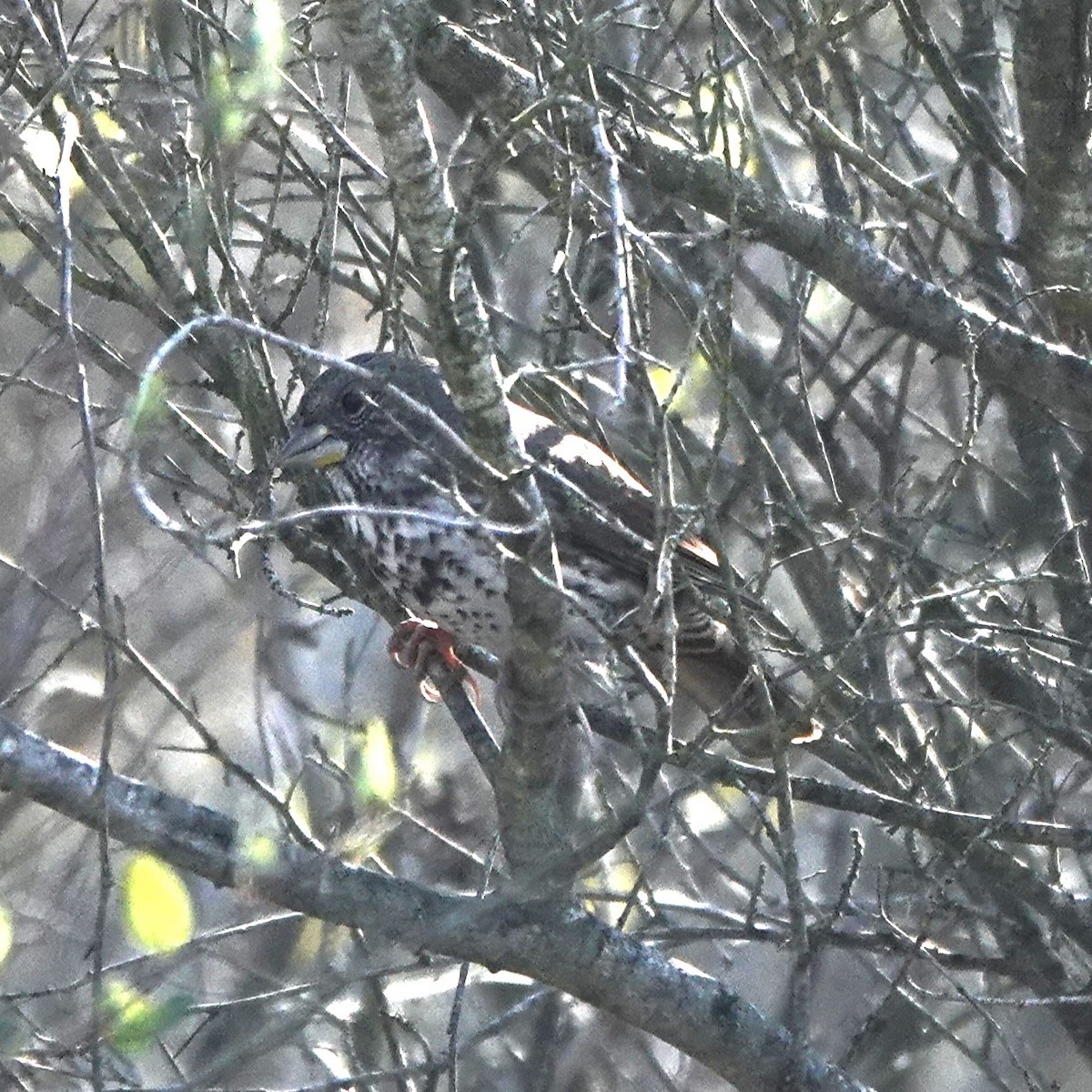 Fox Sparrow - ML644616686